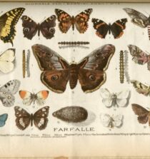 Tavola illustrata di divulgazione scientifica contenente le raffigurazioni tassonomiche a colori di diverse tipologie di farfalle e didascalia esplicativa, pubblicata su un giornale per ragazzi dell'Ottocento.